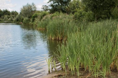 Çayırdaki köyde küçük bir göl