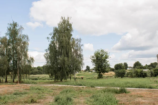 Prairie Verte Dans Village Avec Chemin Terre Arbres — Photo