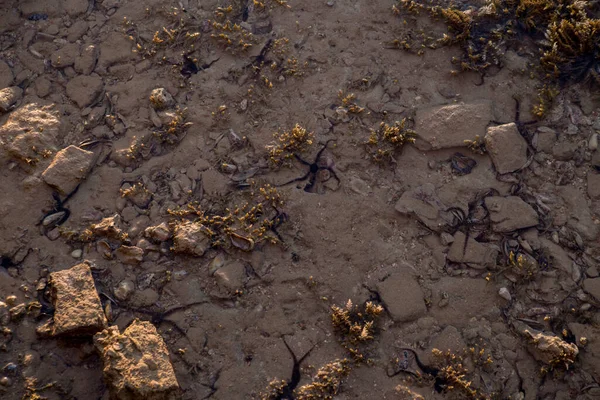 Ein Schwarzer Seestern Meerwasser — Stockfoto