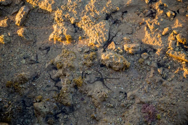 Une Étoile Mer Noire Dans Eau Mer — Photo