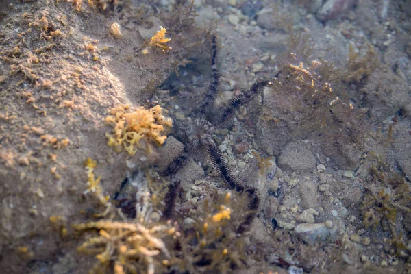 Ein Schwarzer Seestern Meerwasser — Stockfoto