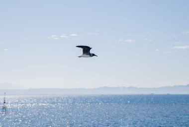 Bir martı denizin ve gökyüzünün üzerinde uçar.