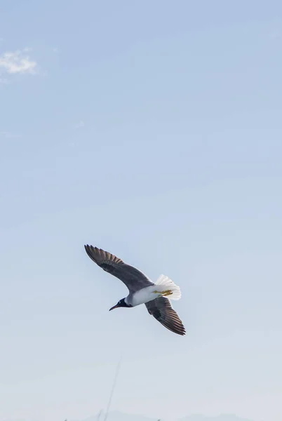 Seagull Flies Sea Sky — Stock Photo, Image