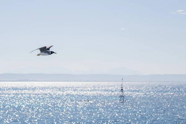 Seagull Flies Sea Sky — Stock Photo, Image