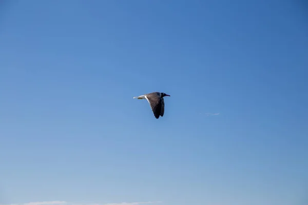 Чайка Літає Над Морем Небом — стокове фото