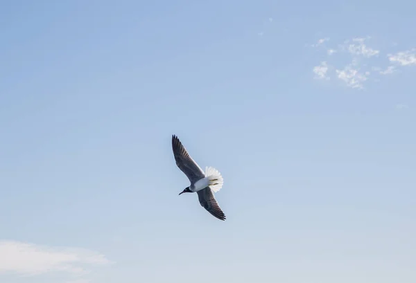 Ένας Γλάρος Πετά Πάνω Από Θάλασσα Και Τον Ουρανό — Φωτογραφία Αρχείου