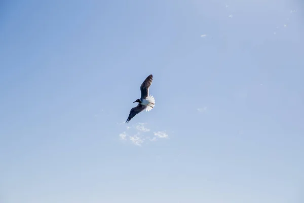 Ένας Γλάρος Πετά Πάνω Από Θάλασσα Και Τον Ουρανό — Φωτογραφία Αρχείου