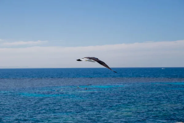 Una Gaviota Vuela Sobre Mar Cielo — Foto de Stock