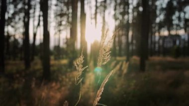 Gün batımında portakallı buğday başakları