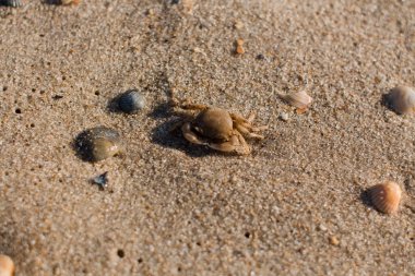 Kumlu deniz kıyısında küçük bir yengeç