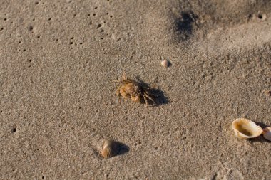 Kumlu deniz kıyısında küçük bir yengeç