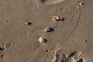 Kumlu deniz kıyısında küçük bir yengeç