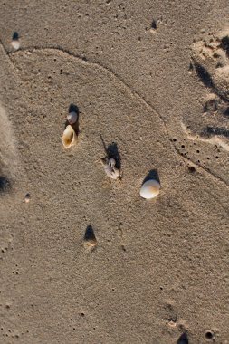 Kumlu deniz kıyısında küçük bir yengeç