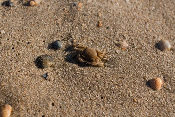 Pequeño Cangrejo Orilla Del Mar Arenoso — Foto de Stock