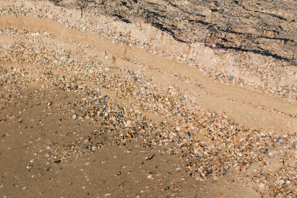 a sandy seashore with shells and water