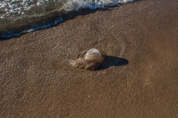 Una Medusa Lavata Riva Mare — Foto Stock