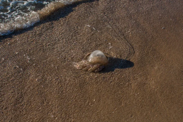 Jellyfish Washed Seashore — Stock Photo, Image
