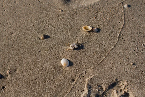Маленький Краб Песчаном Берегу — стоковое фото
