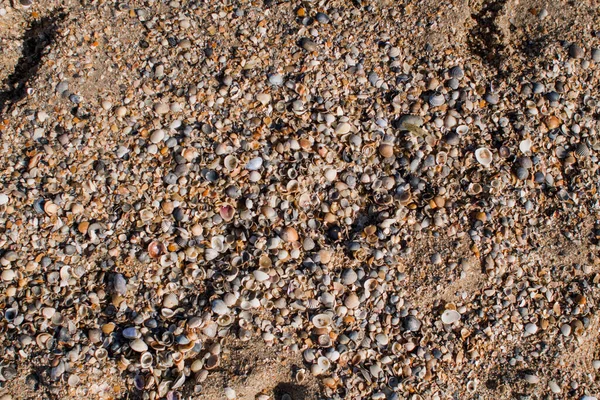 a sand on the seashore with shells