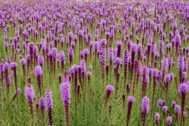 Aydınlık bir günde mor çiçeklerin güzel tarlası