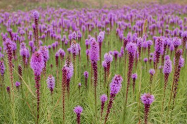 Aydınlık bir günde mor çiçeklerin güzel tarlası