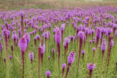 Aydınlık bir günde mor çiçeklerin güzel tarlası