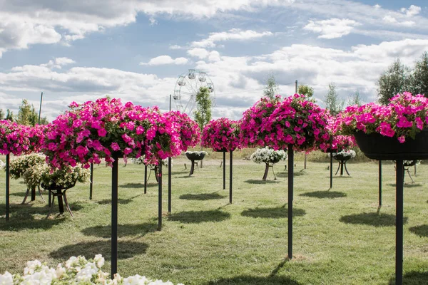 Canteiros Flores Plantadas Campo — Fotografia de Stock
