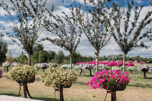 フィールドに植えられた花の花壇 — ストック写真