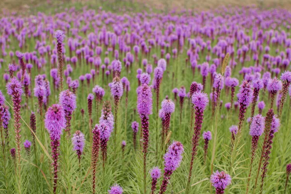 Aydınlık bir günde mor çiçeklerin güzel tarlası