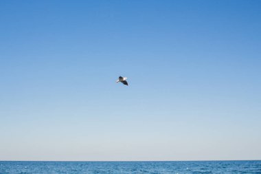 Martı denizin üstünde gökyüzünde süzülür