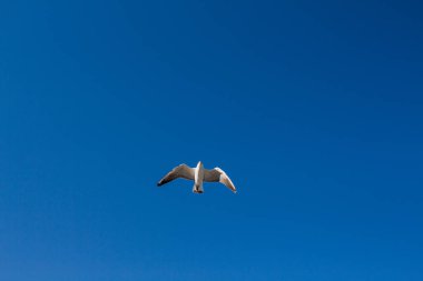 Martı denizin üstünde gökyüzünde süzülür