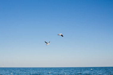 Martı denizin üstünde gökyüzünde süzülür