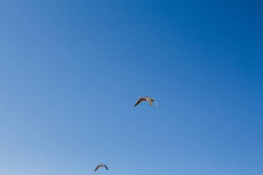 Martı denizin üstünde gökyüzünde süzülür
