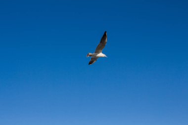 Martı denizin üstünde gökyüzünde süzülür