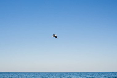 Martı denizin üstünde gökyüzünde süzülür