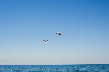 Martı denizin üstünde gökyüzünde süzülür