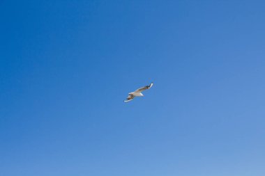 Martı denizin üstünde gökyüzünde süzülür