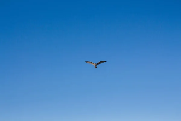 Gaivota Voa Céu Acima Mar — Fotografia de Stock