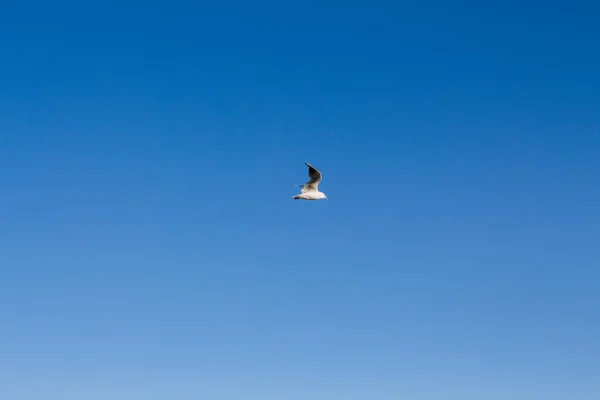 Racek Vznáší Obloze Nad Mořem — Stock fotografie