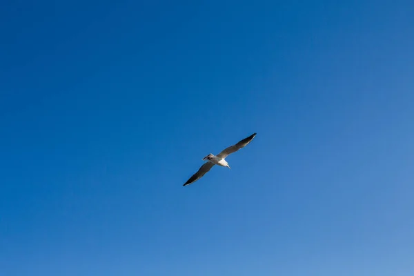 Γλάρος Πετάει Στον Ουρανό Πάνω Από Θάλασσα — Φωτογραφία Αρχείου