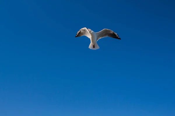 Gabbiano Vola Nel Cielo Sopra Mare — Foto Stock