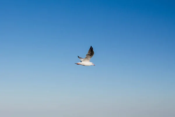 Gabbiano Vola Nel Cielo Sopra Mare — Foto Stock