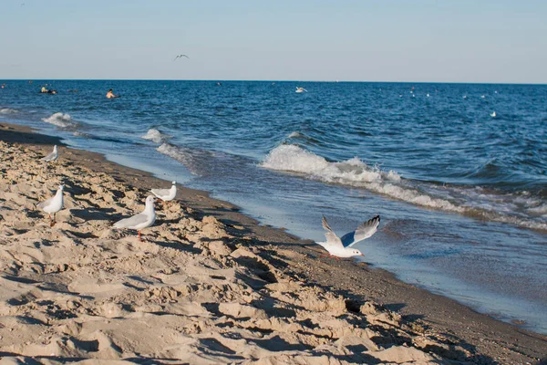 Måger Langs Stranden Ved Havet - Stock-foto