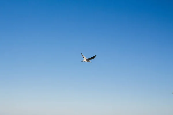 Γλάρος Πετάει Στον Ουρανό Πάνω Από Θάλασσα — Φωτογραφία Αρχείου