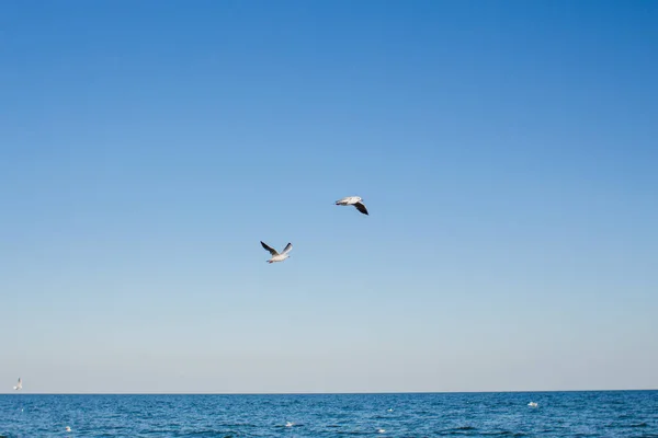 Seagull Soars Sky Sea — Stock Photo, Image