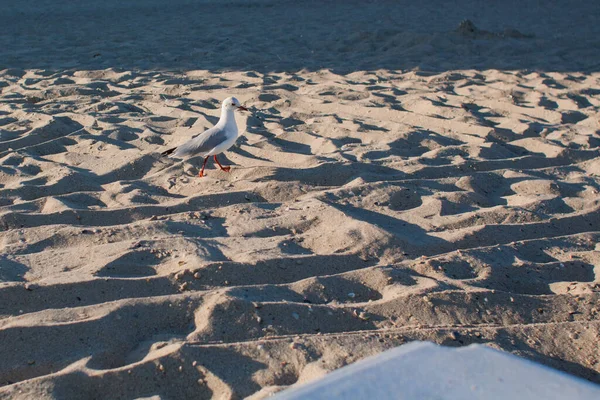 Gaviotas Caminan Por Playa Por Mar — Foto de Stock