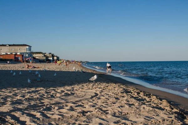 Måger Langs Stranden Ved Havet - Stock-foto