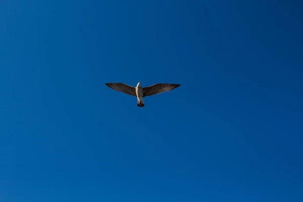 Gabbiano Vola Nel Cielo Sopra Mare — Foto Stock