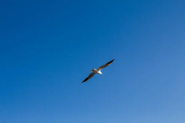 Gaivota Voa Céu Acima Mar — Fotografia de Stock