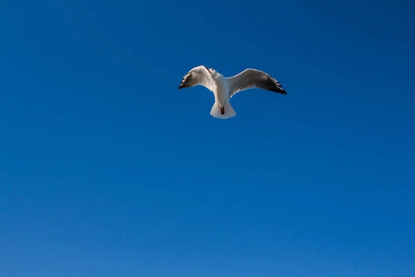 Gaivota Voa Céu Acima Mar — Fotografia de Stock